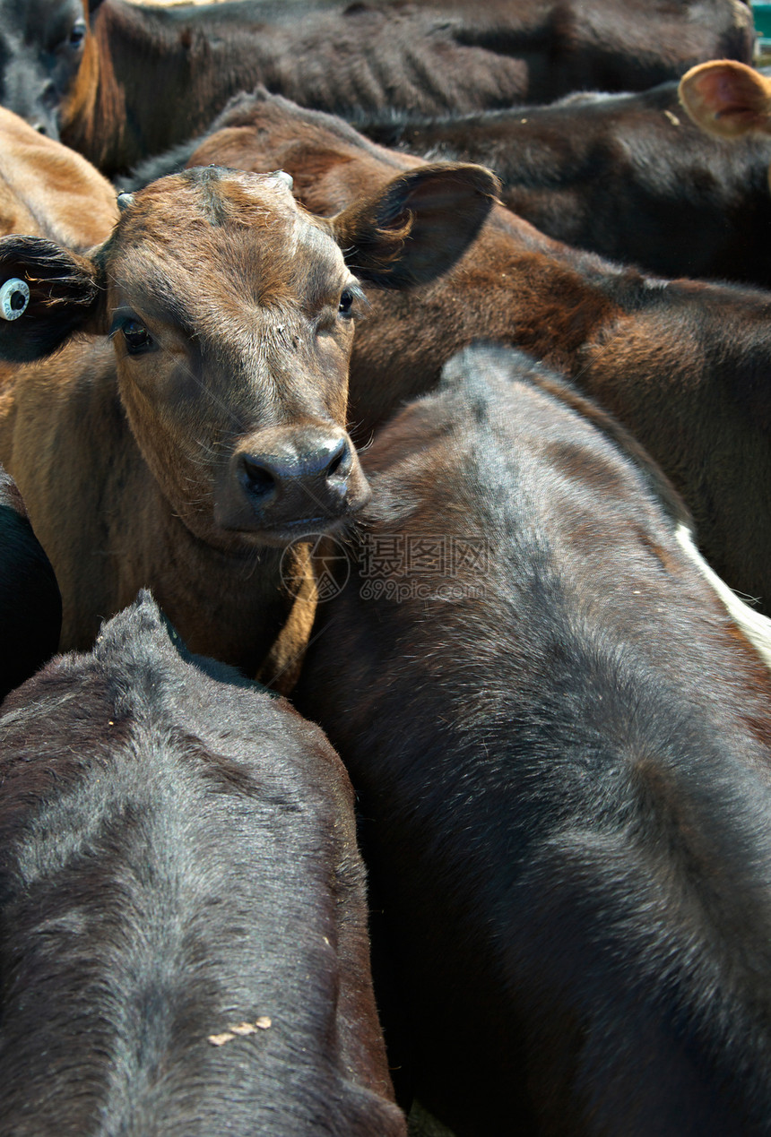 种子中的牛排农业喂养壁球库存犊牛家畜动物照片饲养场乡村图片