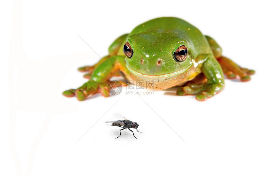 绿树青蛙和苍蝇照片绿色昆虫树蛙手表野生动物白色两栖动物图片
