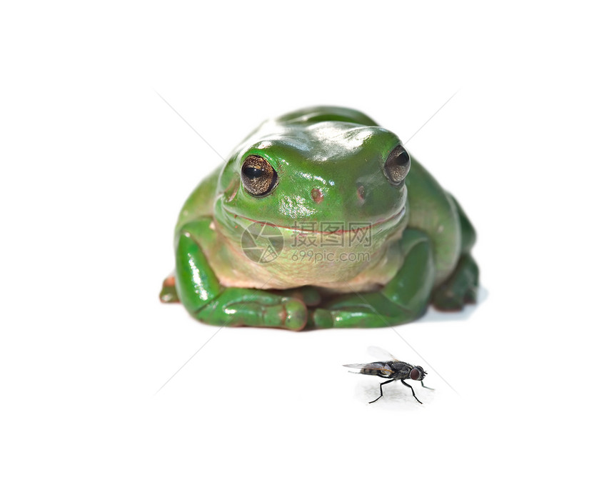 青蛙和苍蝇两栖野生动物树蛙手表食物动物照片白色昆虫图片