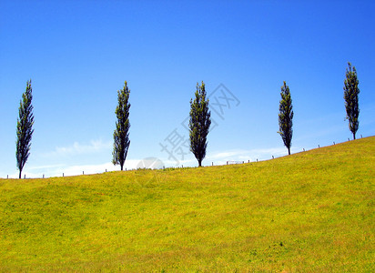 五棵松树在山坡上草地山脊背景图片