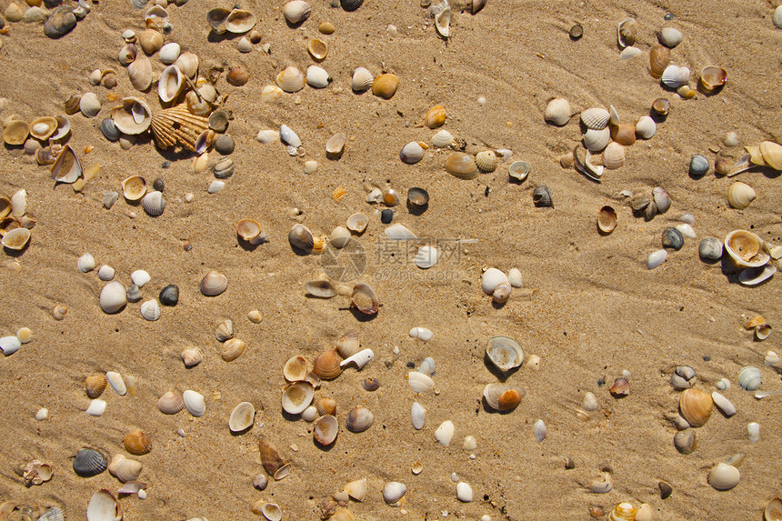 沙上的小贝壳风化假期支撑海岸白色海滨黄色海洋旅行灰色图片
