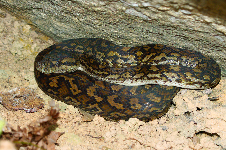 澳大利亚的Python生物学野生动物国家生物荒野疱疹爬虫学惊吓动物蟒蛇图片