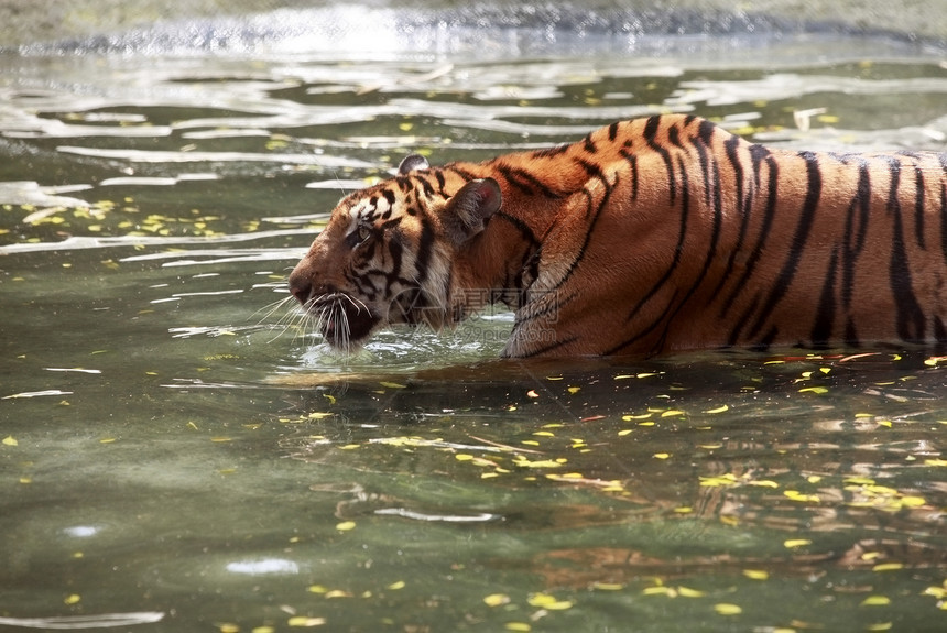 老虎在水中力量荒野条纹动物危险哺乳动物皇家动物园爪子野生动物图片