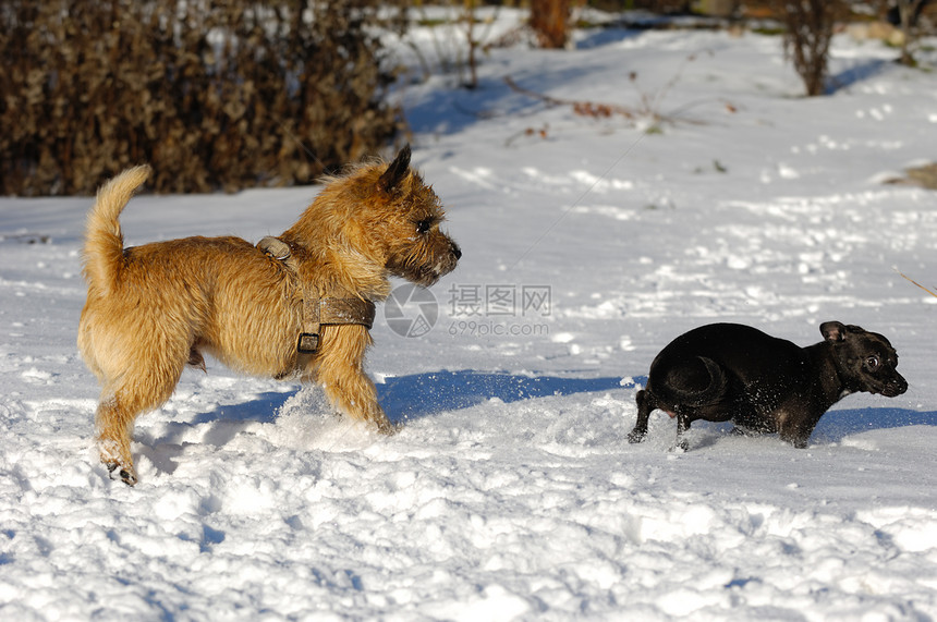 雪中两只狗忠诚跑步哺乳动物动物白色宠物短毛钳子伴侣朋友们图片