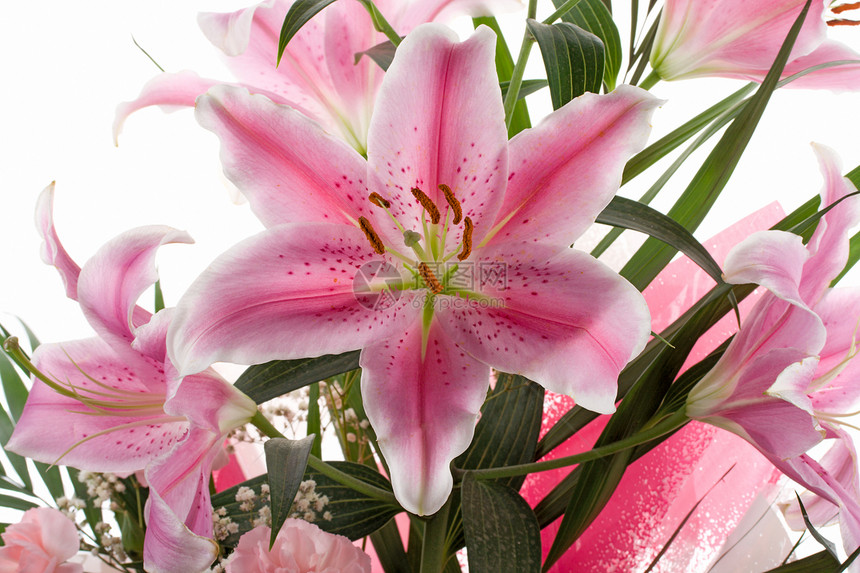 粉红百合叶子工作室粉色绿色植物花瓣白色植物学温泉宏观图片