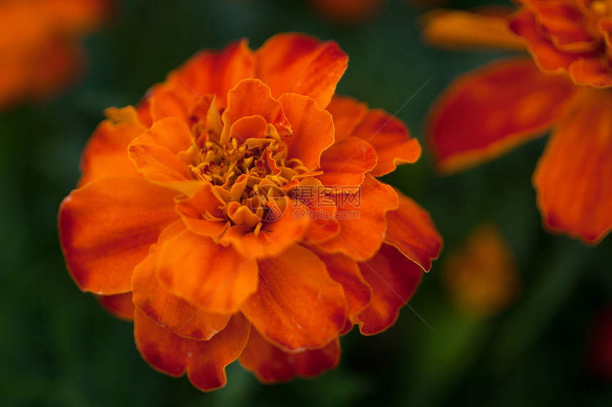 开花花季节红色黄色季节性花园礼物园艺叶子植物花瓣图片