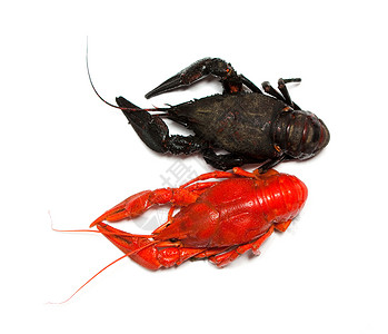 两个癌症龙虾黑色白色红色背景图片
