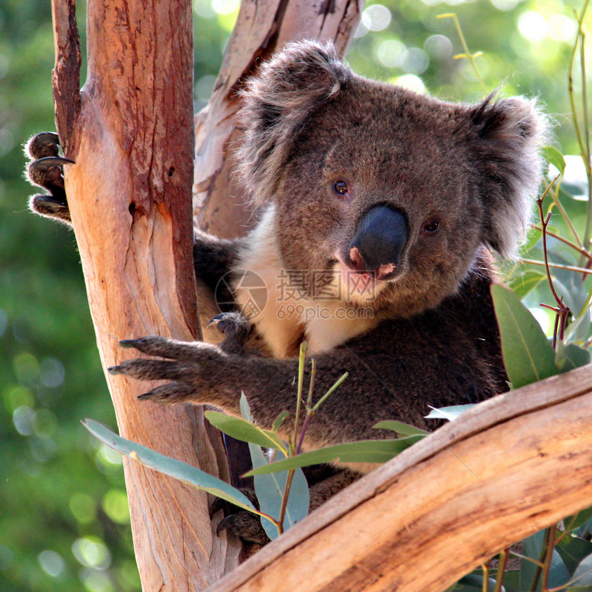 澳大利亚阿德莱德Eucalyptus树的Koala图片