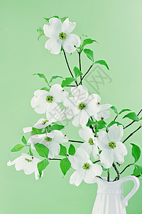 白色茱萸花狗木布露花布背景