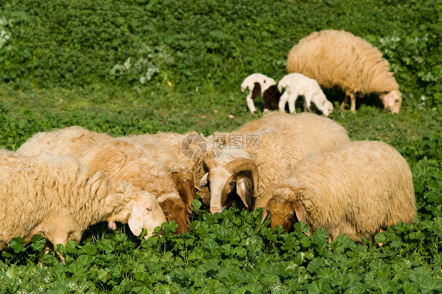 羊羊家庭一起吃饭图片
