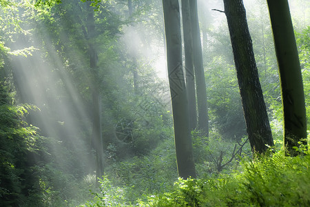 森林绿色叶子风景林地射线木头背景图片
