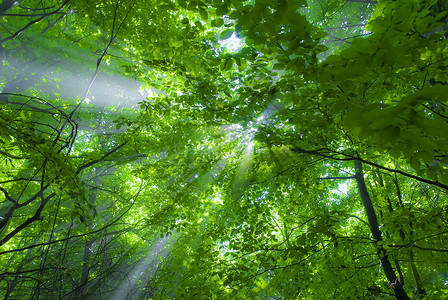 太阳光束阳光射线绿色树叶木头森林薄雾林地背景图片