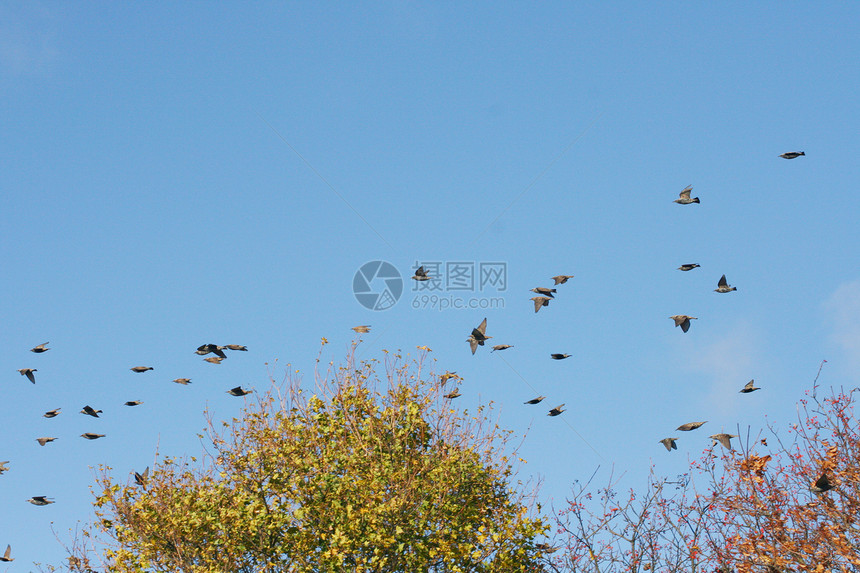 鸟群飞根鸟类动物叶子树木图片