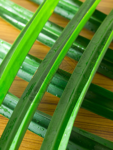 白板叶烹饪芳香植物食物绿色蔬菜树叶叶子背景图片