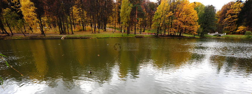池塘小路森林桦木动物季节叶子金子树木长椅天篷图片