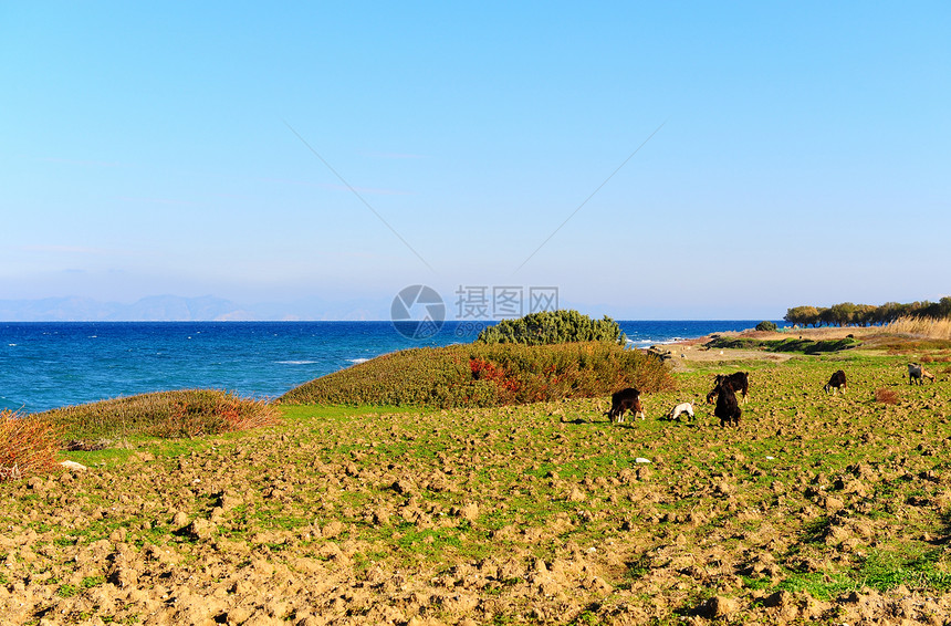 山羊牧群蓝色食物海景草地支撑农场石头干草热带气候图片