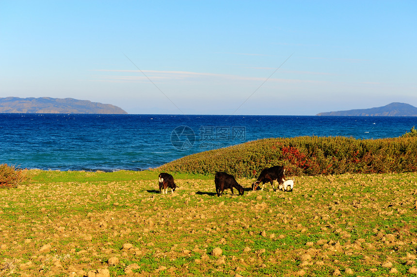 山羊干草牛奶海岸家畜食物气候海景场地草地热带图片