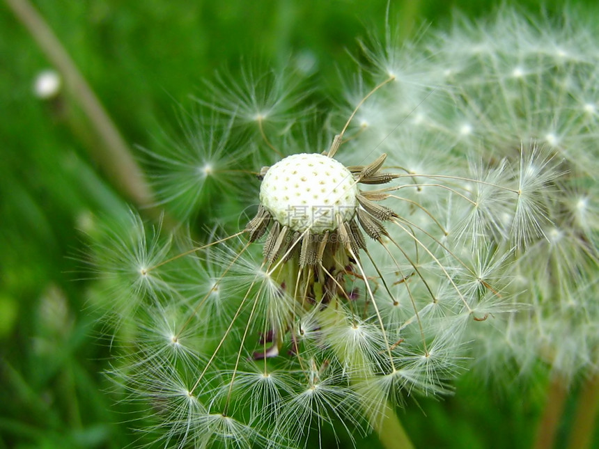 Dandelion 花籽种子植物宏观增生植被植物群增殖杂草绿色白色季节性图片