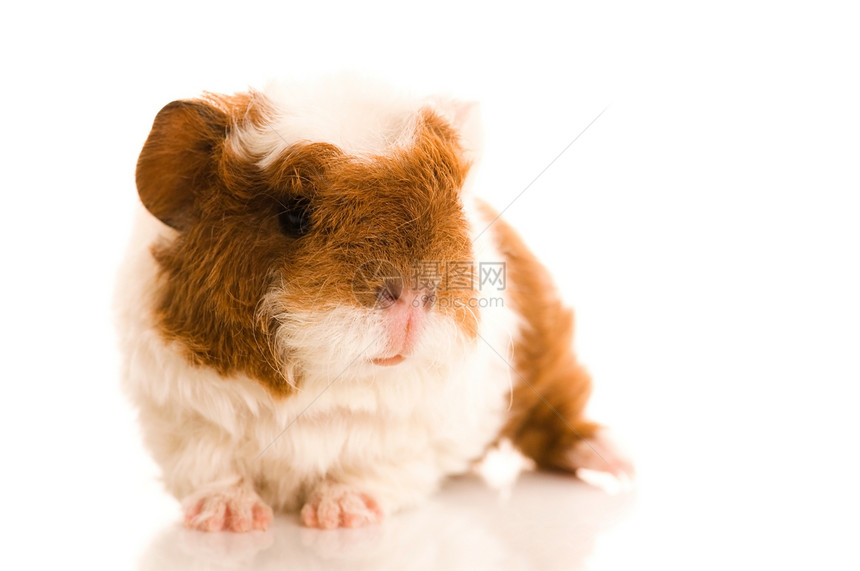 婴儿实验性小猪爪子毛皮耳朵头发宠物哺乳动物鼻子棕色新生宏观图片