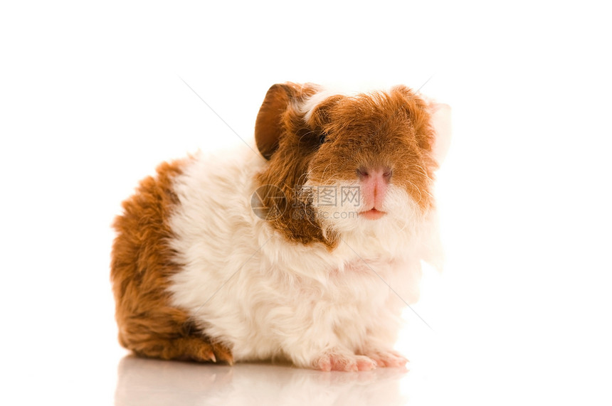 婴儿实验性小猪棕色爪子食物仓鼠宠物哺乳动物头发白色胡须动物图片