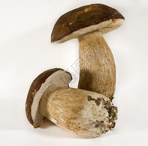 蘑菇季节树木森林砧板篮子背景图片