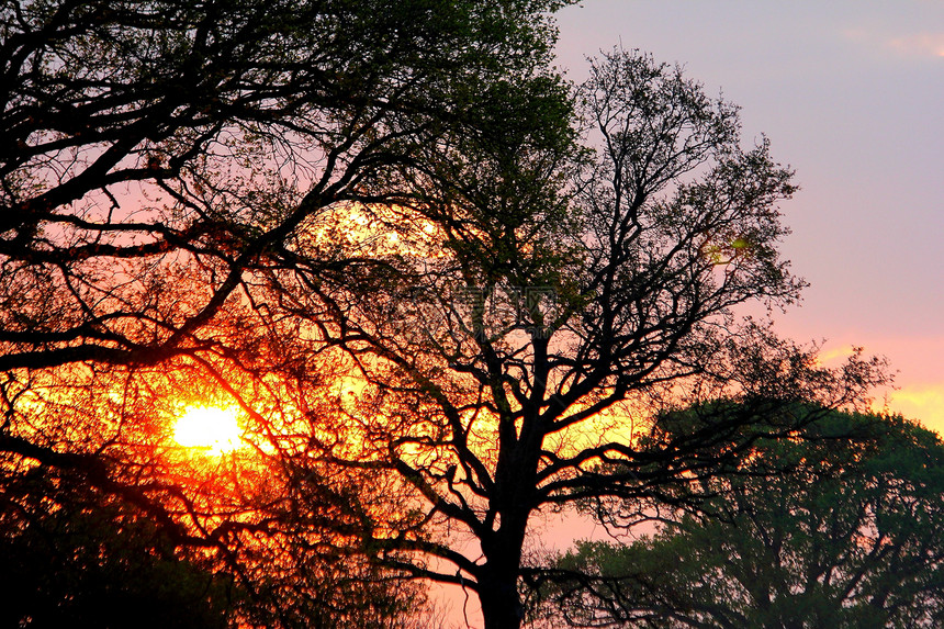 雀巢天空日出树木蓝色黄色粉色太阳国家橙子图片