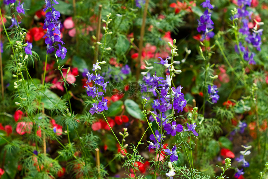 野花植物 紫花和红花图片