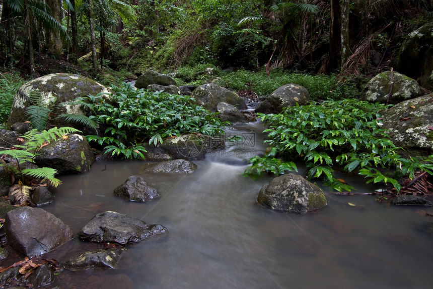 雨林流森林公园流动雨林环境国家照片跑步植物岩石图片