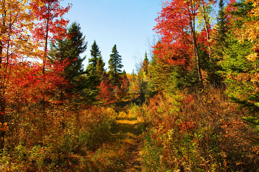 在树林中美丽的秋天图片