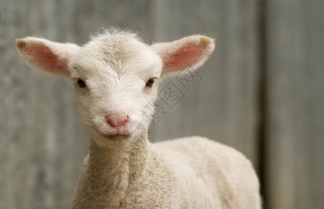 农场上的小羊羔国家婴儿农业乡村家畜动物背景图片