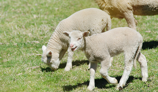 农场上的年轻羊羔动物农业家畜乡村农家院羊肉农村院子背景图片