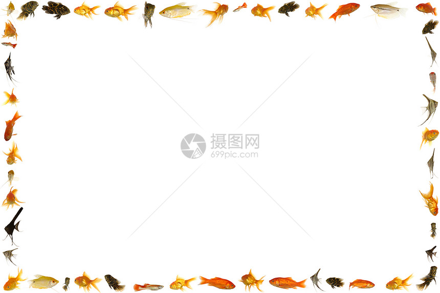 白色背景上孤立的鱼框图片