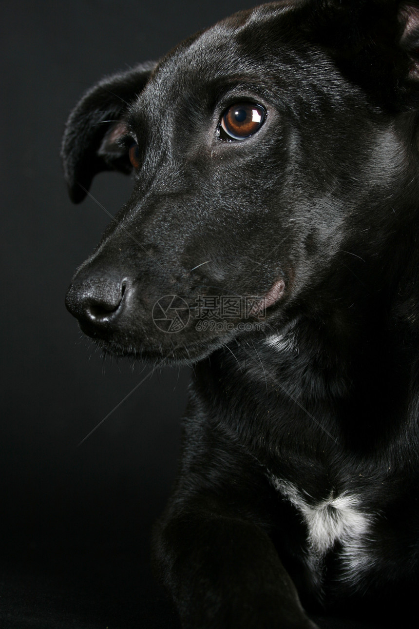 混合育种小狗宠物哺乳动物工作室犬类黑色指针伴侣休息短发忠诚图片