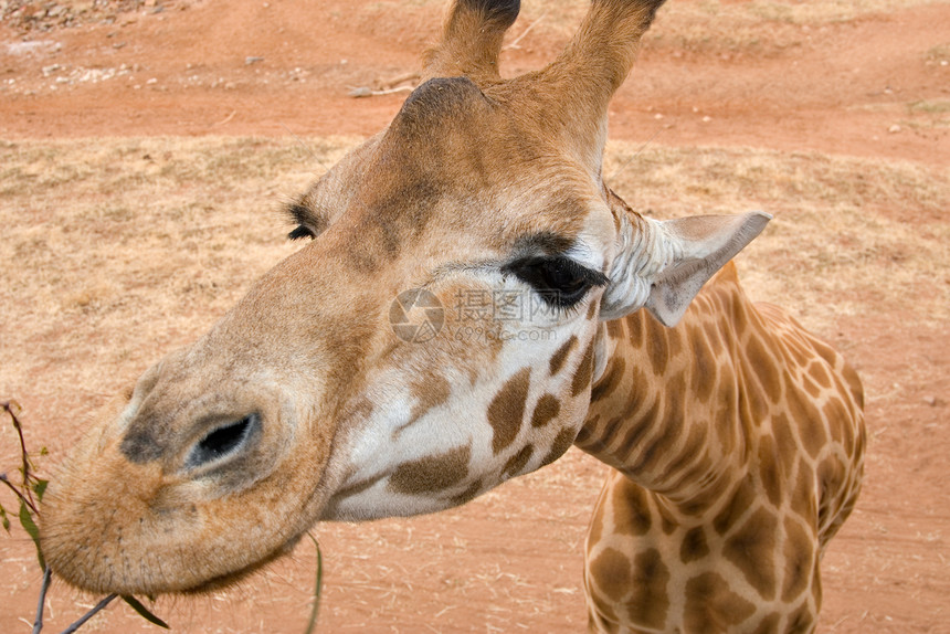 紧贴的长颈鹿动物高度眼睛照片斑点图片