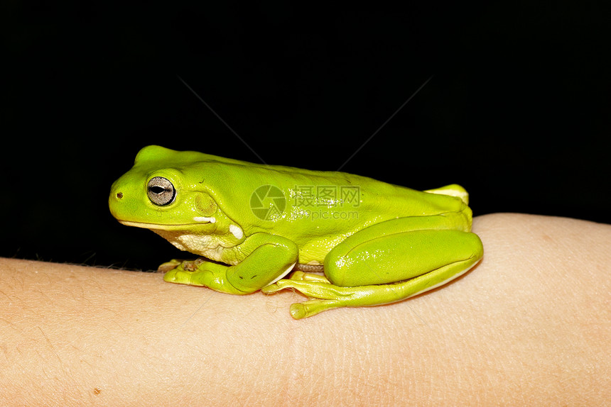 绿树青蛙动物树蛙绿色蓝色照片手臂蓝藻野生动物图片