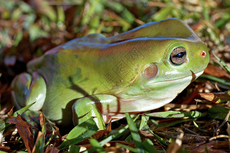 利托里亚绿树青蛙树蛙蓝藻野生动物照片动物栖息地绿色背景