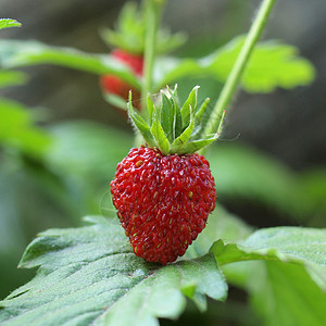 草莓植被水果绿色植物树叶植物红色绿色叶子背景图片