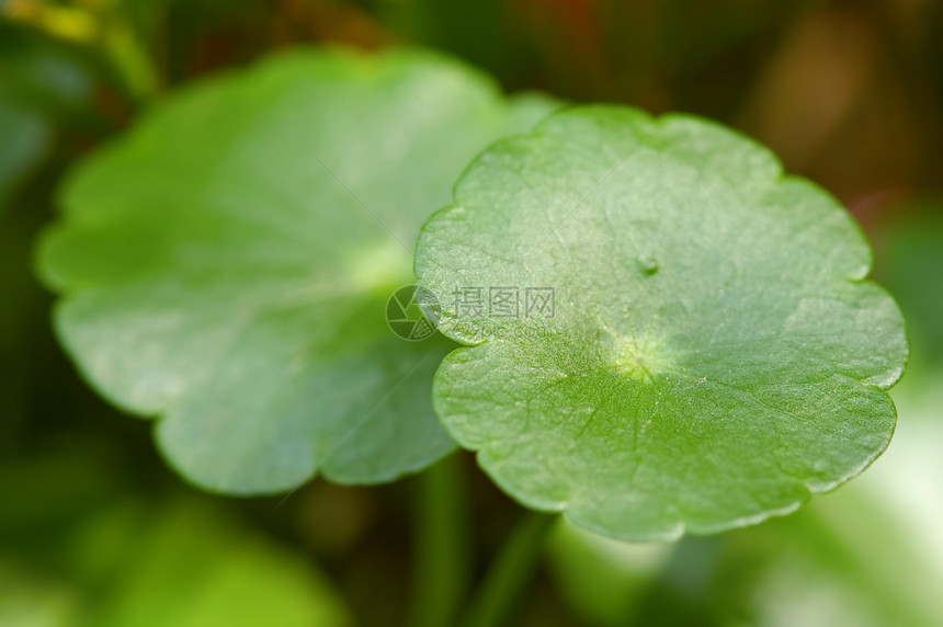 叶子植物群美丽场地植物学森林生长季节环境花园植物图片