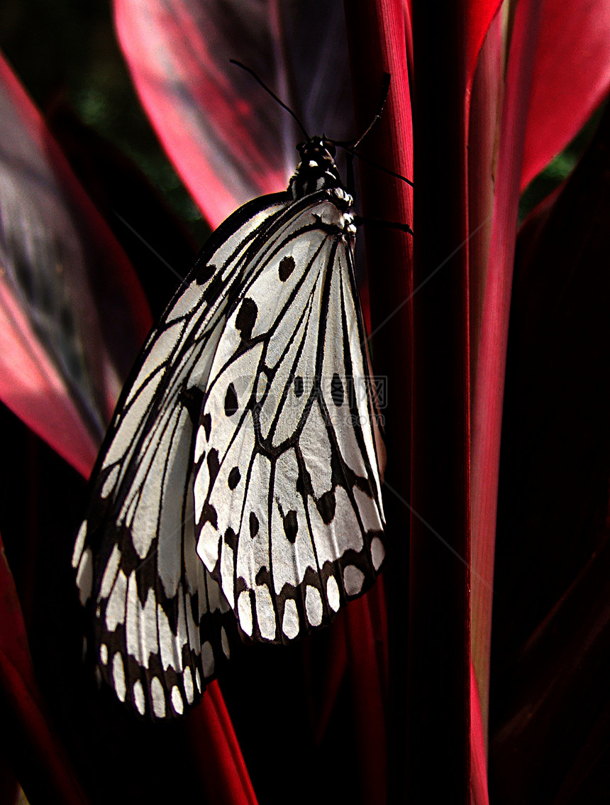 蝴蝶花园昆虫植物宏观翅膀野生动物红色荒野叶子漏洞图片