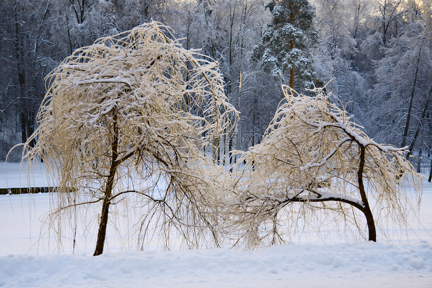 冰雪在柳木上图片