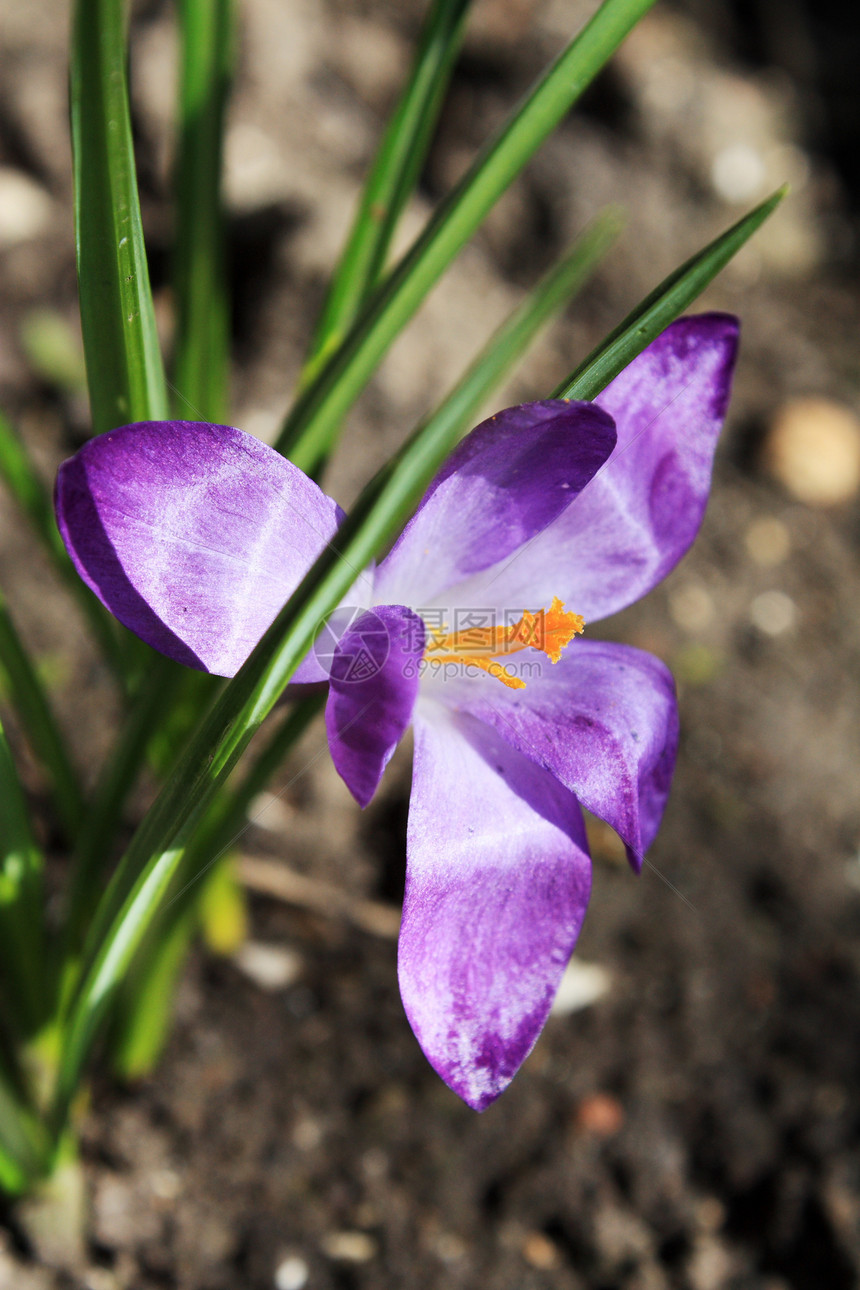 鳄锥体植物植物群宏观蓝色季节性园艺红花绿色季节紫色图片