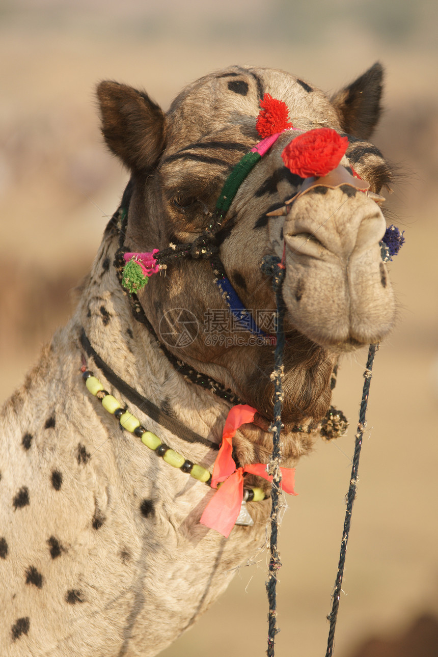精美的青竹骆驼图片