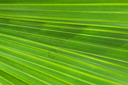 棕榈叶背景环境森林热带丛林花园叶子绿色线条背景图片