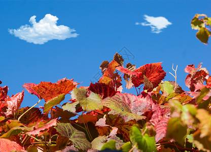 葡萄和蓝天蓝色天空藤蔓植物树叶背景图片
