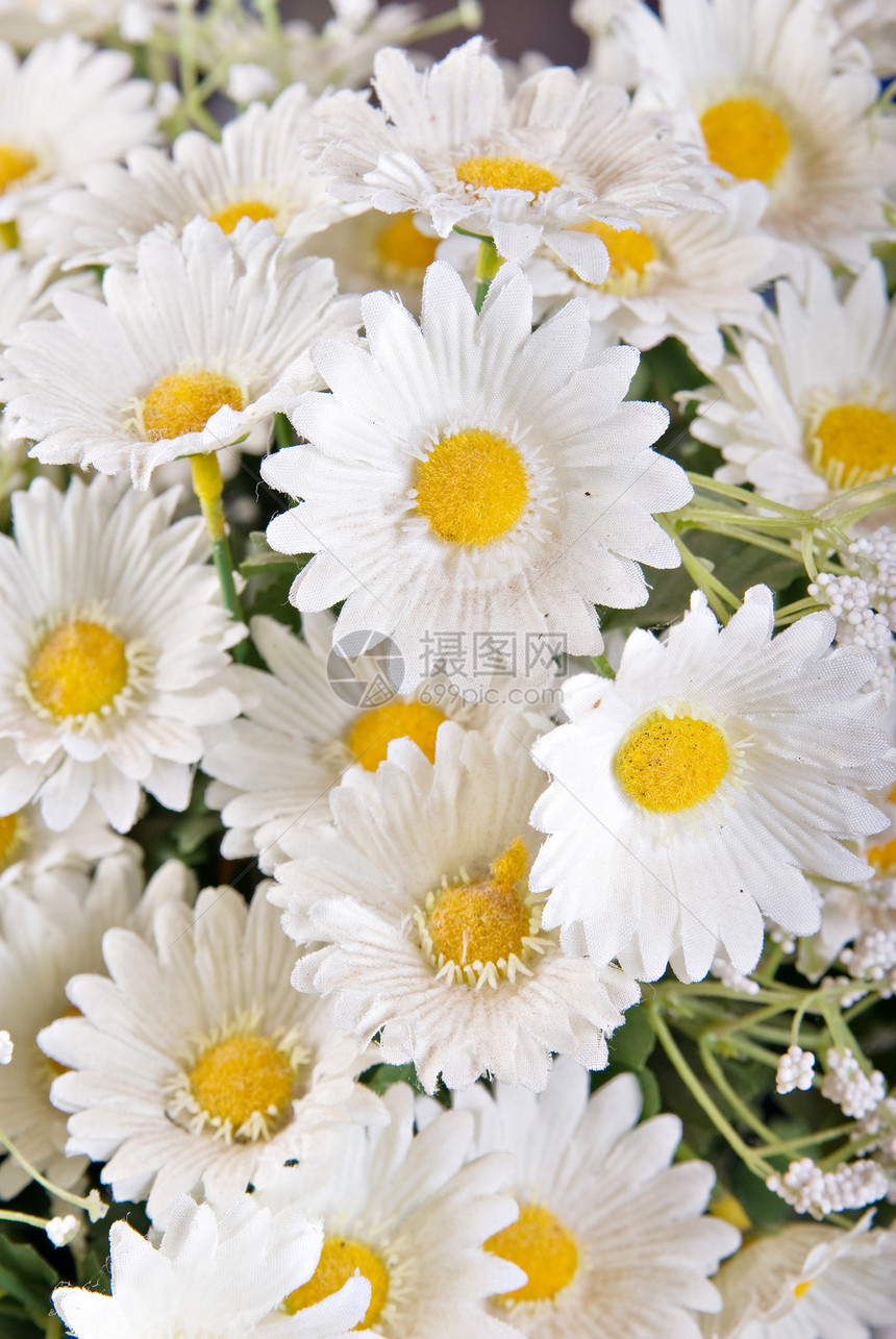 白丝绸菊花图片