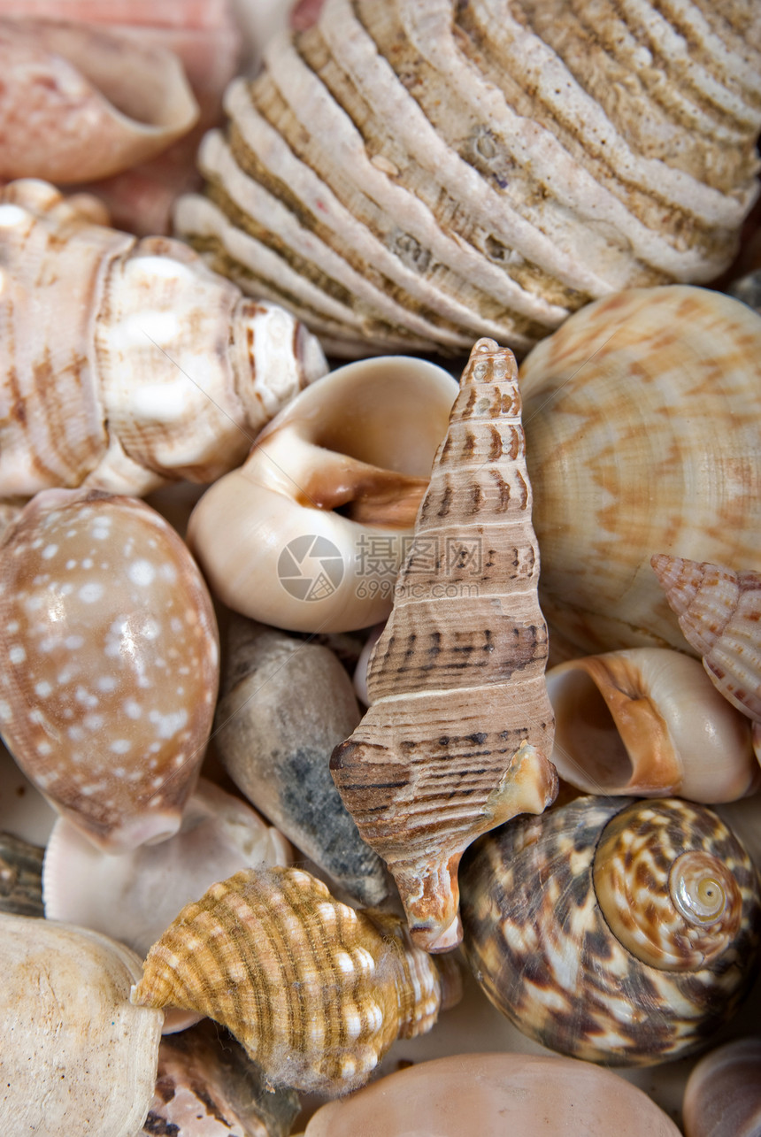 贝壳背景自然海滩海洋图片