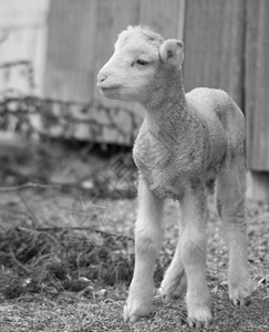 农场上可爱的羊羔农业羊肉婴儿家畜乡村背景图片