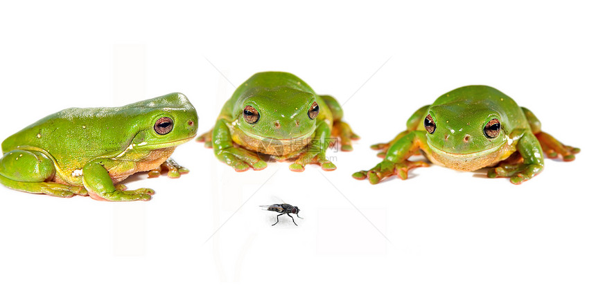 绿树青蛙和苍蝇野生动物动物竞争树蛙绿色竞赛昆虫照片白色两栖图片