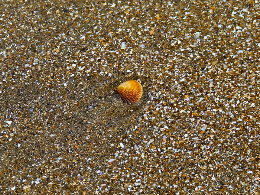 沙滩上的贝壳海洋海滩海岸图片