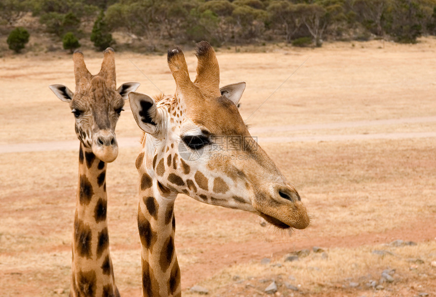 紧贴的长颈鹿眼睛动物高度斑点照片图片
